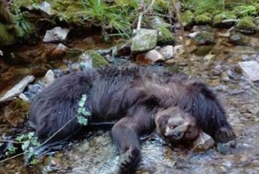 Extrañeza en Cangas del Narcea por el hallazgo de dos osos muertos en un río