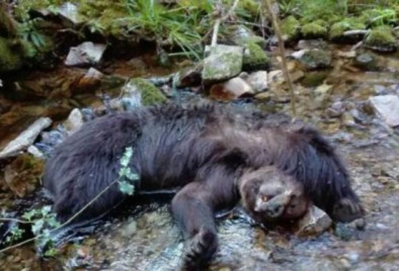 Extrañeza en Cangas del Narcea por el hallazgo de dos osos muertos en un río