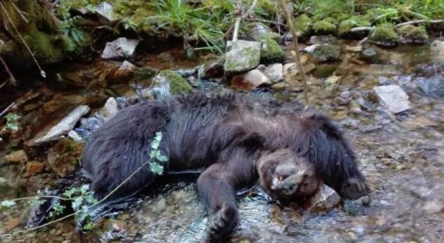 Extrañeza en Cangas del Narcea por el hallazgo de dos osos muertos en un río