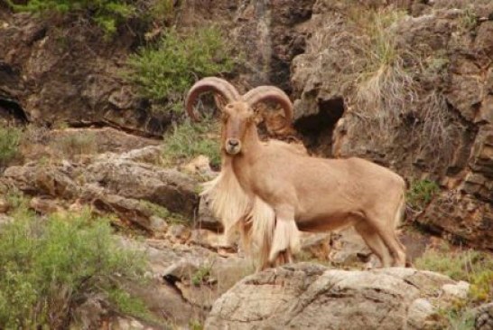 La Fundación Artemisan solicita la descatalogación inmediata del arruí como especie invasora