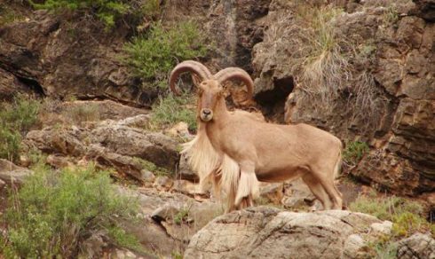 La RFEC respalda la modificación de la  Ley de Biodiversidad como única garantía de mantener los ecosistemas