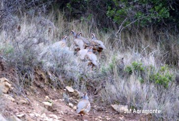 ADECANA ALERTA SOBRE EL DECLIVE DE LA PERDIZ EN NAVARRA