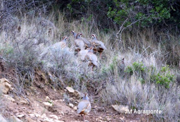 ADECANA ALERTA SOBRE EL DECLIVE DE LA PERDIZ EN NAVARRA