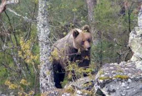 MÁS DE 4.000 CAZADORES COLABORAN EN LOS TRABAJOS DE RECUPERACIÓN DEL OSO PARDO