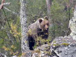 MÁS DE 4.000 CAZADORES COLABORAN EN LOS TRABAJOS DE RECUPERACIÓN DEL OSO PARDO