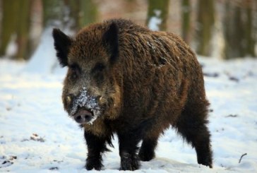 Los puntos calientes del jabalí en la Península Ibérica