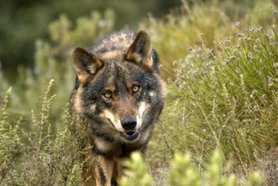 Burgos: Los ganaderos de Las Merindades se sienten “desprotegidos” frente al lobo