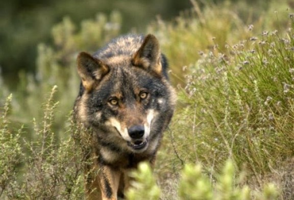 Burgos: Los ganaderos de Las Merindades se sienten “desprotegidos” frente al lobo