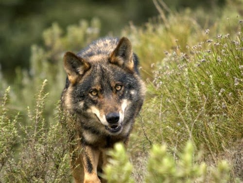 Burgos: Los ganaderos de Las Merindades se sienten “desprotegidos” frente al lobo