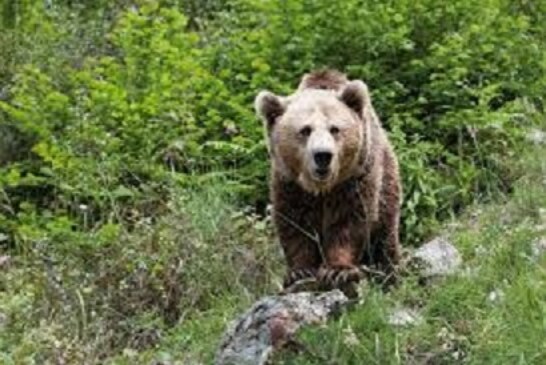 La población de osos pardos cantábricos está experimentando un crecimiento sostenido en Castilla y León
