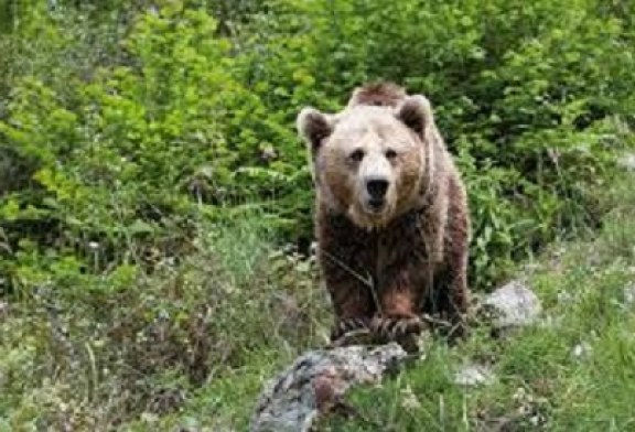 Hay que evitar que el oso se acostumbre a estar con el hombre