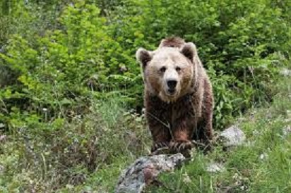 Hay que evitar que el oso se acostumbre a estar con el hombre