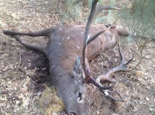 El Contencioso confirma la extinción del coto de caza ‘San Bartolo’ de Fresno