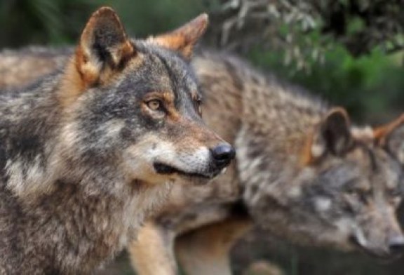 El lobo de Monegros llegó hasta Aragón desde Italia vía Cataluña