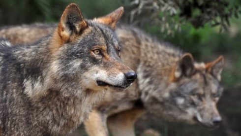 Cantabria / Cambio de Ley de Caza sobre daños de lobo se prevé aprobar antes fin de 2017