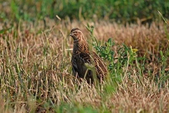 Los cazadores esperan una buena media veda de codorniz a pesar de la sequía en Castilla y León