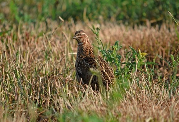 Los cazadores esperan una buena media veda de codorniz a pesar de la sequía en Castilla y León