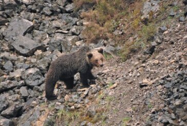 La convivencia del oso pardo y los cazadores da excelentes resultados
