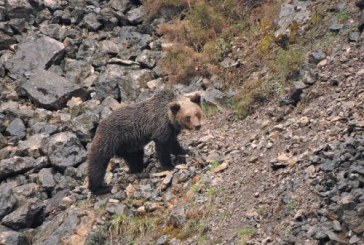 Genética para elaborar el censo de osos