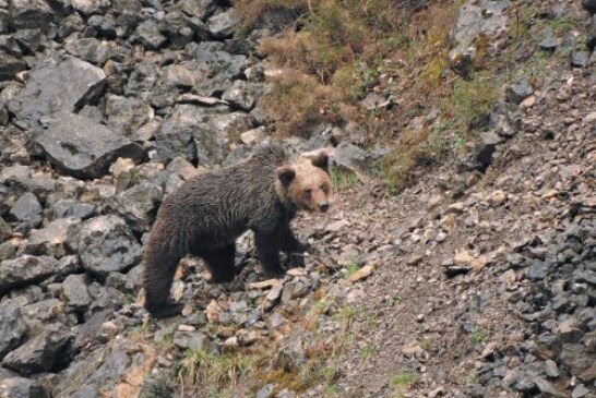 La convivencia del oso pardo y los cazadores da excelentes resultados