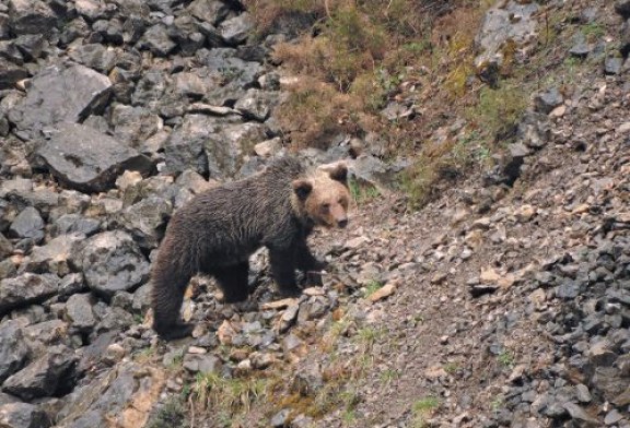 La convivencia del oso pardo y los cazadores da excelentes resultados