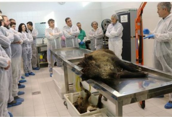 APROCA EDITA UN MANUAL PARA FORMAR A LOS CAZADORES EN LA CONSERVACIÓN DE AVES NECRÓFAGAS