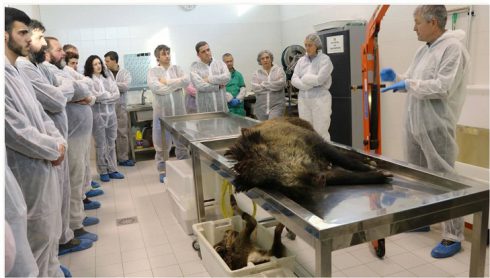 APROCA EDITA UN MANUAL PARA FORMAR A LOS CAZADORES EN LA CONSERVACIÓN DE AVES NECRÓFAGAS