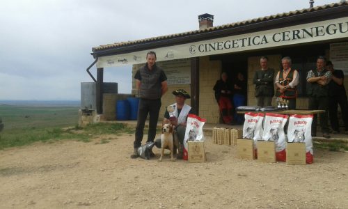 campeonato euskadi perros de muestra 1