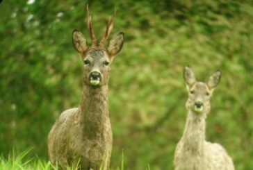 El plan anual de la reserva del Saja prohíbe la caza del corzo