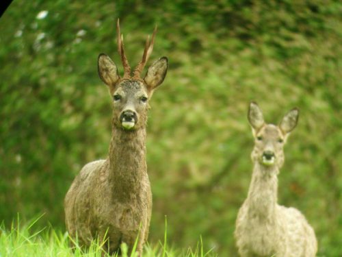 El plan anual de la reserva del Saja prohíbe la caza del corzo