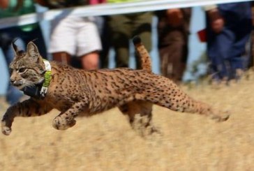 Conservación: Lince ibérico, una especie que se resiste a la extinción