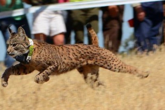 Iberlince libera a Nodriza, el último lince ibérico del año que se reintroducirá en la provincia de Ciudad Real