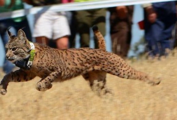 Conservación: Lince ibérico, una especie que se resiste a la extinción