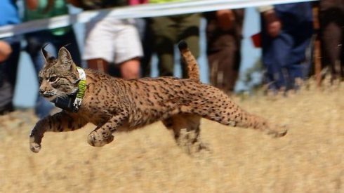 Iberlince libera a Nodriza, el último lince ibérico del año que se reintroducirá en la provincia de Ciudad Real