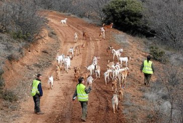 El TSJ rechaza la denuncia de PACMA contra la declaración de la Montería y la Rehala como BIC