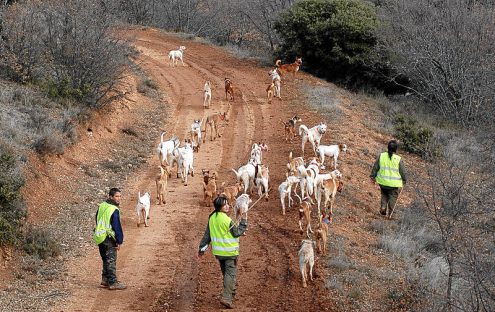 la Diputación de Jaen aprueba apoyar la declaración de las rehalas y la montería como Bien de Interés Cultural