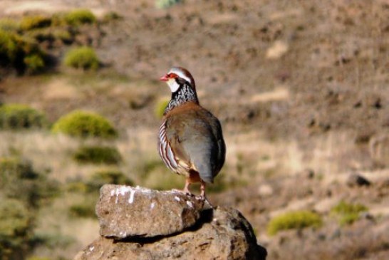 Fedexcaza y Artemisan plantean al presidente de la Diputación de Badajoz un proyecto para recuperar la fauna menor