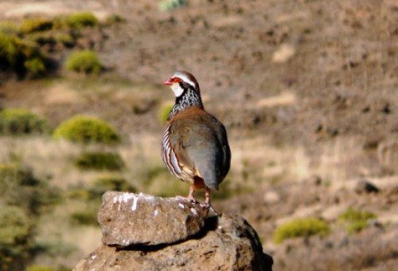 Fedexcaza y Artemisan plantean al presidente de la Diputación de Badajoz un proyecto para recuperar la fauna menor