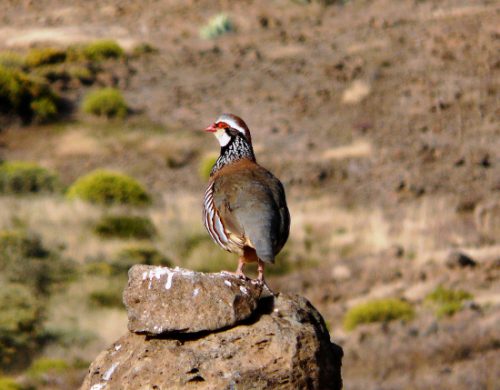 Fedexcaza y Artemisan plantean al presidente de la Diputación de Badajoz un proyecto para recuperar la fauna menor