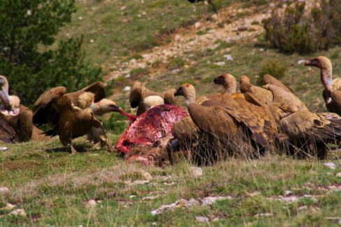 La ONC exige al MAPAMA cambios del SANDACH cercanos al medio rural