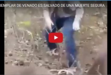 UN EJEMPLAR DE VENADO ES SALVADO DE UNA MUERTE SEGURA