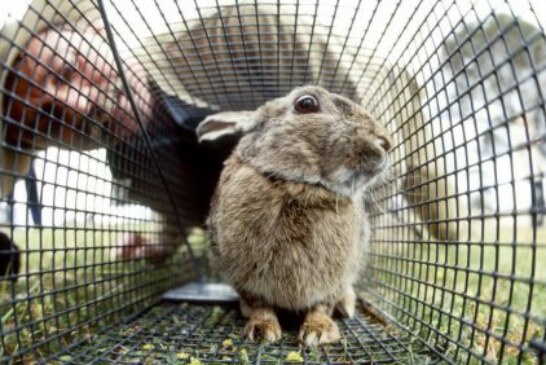 Australia libera un virus letal para arrasar sus poblaciones de conejos. ¿Cuanto tardará en llegar a la Península Ibérica?