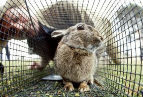 Australia libera un virus letal para arrasar sus poblaciones de conejos. ¿Cuanto tardará en llegar a la Península Ibérica?