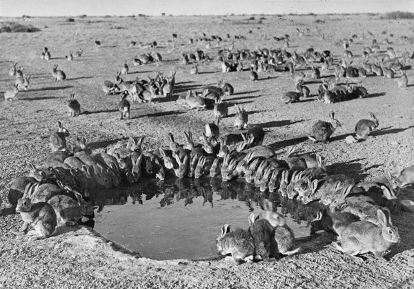 virus conejos australia