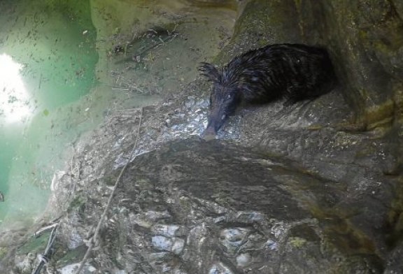 Un jabalí ataca a unos barranquistas en la Foz de Fago