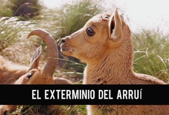 La presión de la Fundación Artemisan y otras organizaciones afines puede frenar el exterminio del Arruí