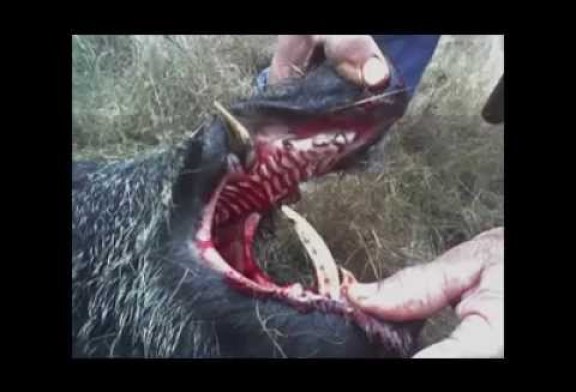 Guarda atacado por un jabalí en Asturias