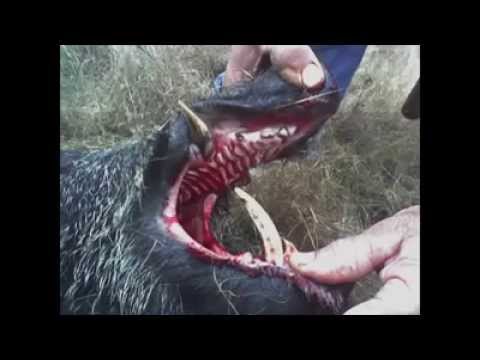 Guarda atacado por un jabalí en Asturias