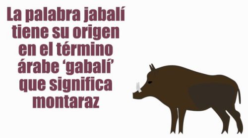 Foto del día: Origen de la palabra JABALÍ
