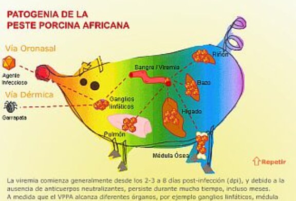 Declarada la Peste Porcina Africana en una zona de la República Checa fuera de las zonas de restricción